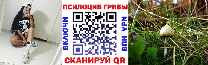 Купить  Обь  Галлюциногенные грибы мицелий 